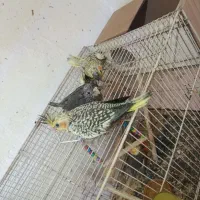 عروس هلندی جفت با جوجه