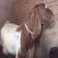 یک عدد شاه بز اوست