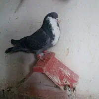 پرنده پرشتی|پرنده|خرم‌آباد, |دیوار