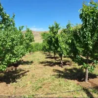 زمین-کشاورزی-1000متری