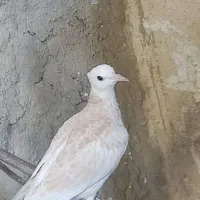 کبوتر خانگی کاکل