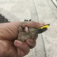 سهره3تا 4نیم و5تا عروس هلندی 3نیم|پرنده|شهریار, شهرک امیریه|دیوار