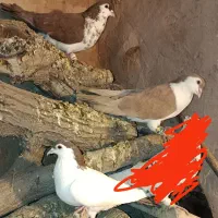 چندتاکفترپریشی|پرنده|نیشابور, فضل|دیوار