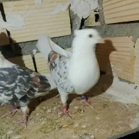 ...|پرنده|چگنی, |دیوار