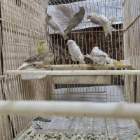 مرغ عشق قناری فنچ طوطی عروس هلندی مرغ مینا|پرنده|یاسوج, |دیوار