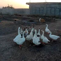 تخم غاز|حیوانات مزرعه|مزرعه کتول, |دیوار