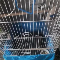 عروس هلندی نر|پرنده|محمدشهر, محمدشهر|دیوار