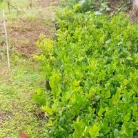 یاس هلندی سطل سه و نیم|گل و گیاه طبیعی|رودسر, |دیوار