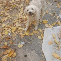 سگ پاکوتا شکاری