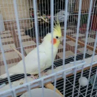 عروس هلندی نر|پرنده|گالیکش, |دیوار