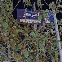 اجاره تجاری نبش جانبازان و امیر معز