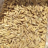 شالی بذری طارم و دم سیاه