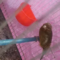 قناری مست