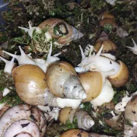 حلزون البینو