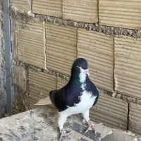 کبوتر شهری|پرنده|شیراز, شهرک والفجر|دیوار