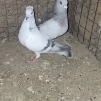 کفتر