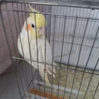 فروش عروس هلندی|پرنده|دهلران, |دیوار