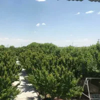 باغ ویلا جنگلی|اجارهٔ کوتاه‌مدت ویلا و باغ|مشهد, راهنمایی|دیوار