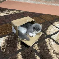 تافی خانم