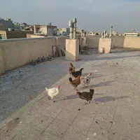 مرغ|حیوانات مزرعه|اصفهان, کوی امام جعفر صادق|دیوار