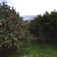 فروش یک قطعه زمین تجاری مسکونی به متراژ ۵۶۰ متر|فروش زمین و ملک کلنگی|خلیل شهر, |دیوار