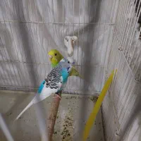 مرغ عشق|پرنده|مشهد, نوید|دیوار