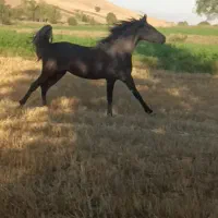اسب