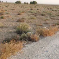 زمین چاه پیر|فروش دفتر صنعتی، کشاورزی، تجاری|اهرم, |دیوار