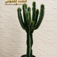 افوربیا اینجینس گیاهان خاص