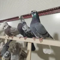 کفتر پرشی 70 عدد یجایی