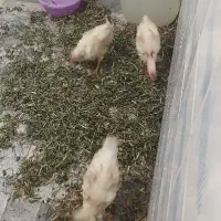 دو عدد نیم خروس یک عدد نیم مرغ