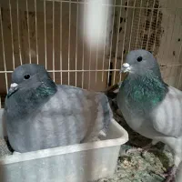 نر و ماده دمگیر فیروزه‌ای