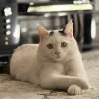 گربه فوق العاده دستی و مهربون