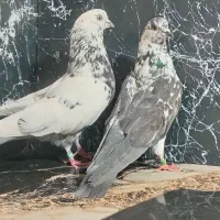 کبوتر بلند پرواز ایرانی