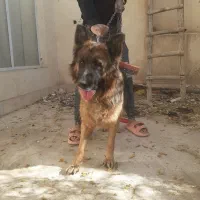 واگذاری ژرمن شپرد ماده فهمیده تربیت شده