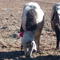 قوچ پلنگی|حیوانات مزرعه|زنده رود, |دیوار