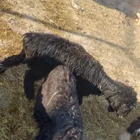 بره|حیوانات مزرعه|مسجد سلیمان, |دیوار