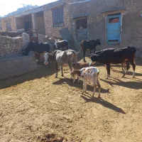 گاو وگوساله|حیوانات مزرعه|ابرکوه, |دیوار