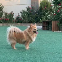 واگذار میشود|سگ|چهاردانگه (تهران), |دیوار