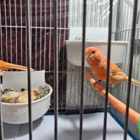 قناری  رد فاکتور اصل با جوجه