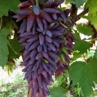 انواع نهال میوه و بادام و گردو پسته