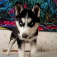 بچه هاسکی ۴ ماهه