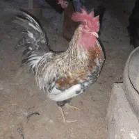 تعدای مرغو خروس