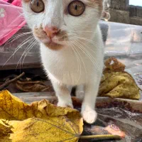 واگذاری چندتا گربه ماده و نر شش ماهه|گربه|شفت, |دیوار