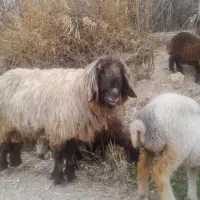 قوچ بختیاری