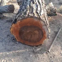 فروش چوب گردو سیاه سایز ۳۰ تا شصت خشک|عمده‌فروشی|شیراز, گویم|دیوار