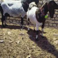 دوعددبزپاکستانی جوان درشت شیرا بادوتا نر|حیوانات مزرعه|مشهد, ملک‌آباد|دیوار