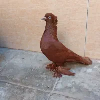 کبوتر راعبی اصل کربلا.