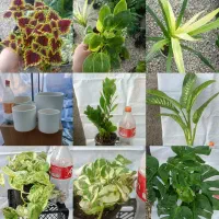 فروش انواع پتوس و زاموفیلیا