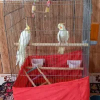عروس هلندی یک جفت
